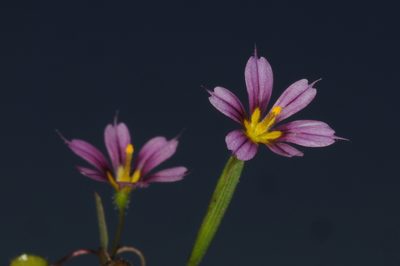 Sisyrinchium minus, photographed by aacocucci