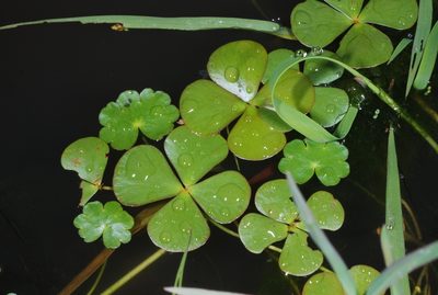 Marsilea ancylopoda, photographed by aacocucci