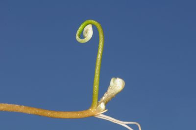 Marsilea ancylopoda, photographed by aacocucci
