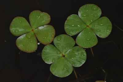 Marsilea ancylopoda, photographed by aacocucci