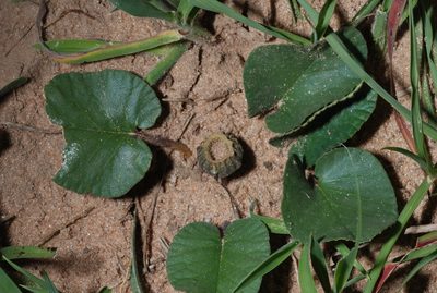 Dorstenia brasiliensis, photographed by aacocucci