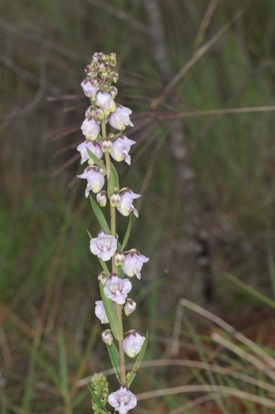 Angelonia integerrima, photographed by aacocucci