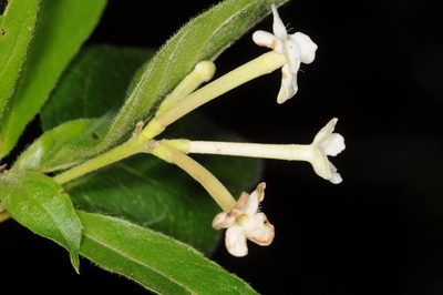 Guettarda uruguensis, photographed by aacocucci