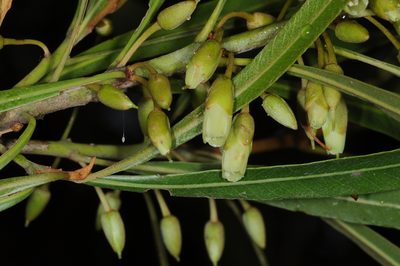 Labatia salicifolia, photographed by aacocucci