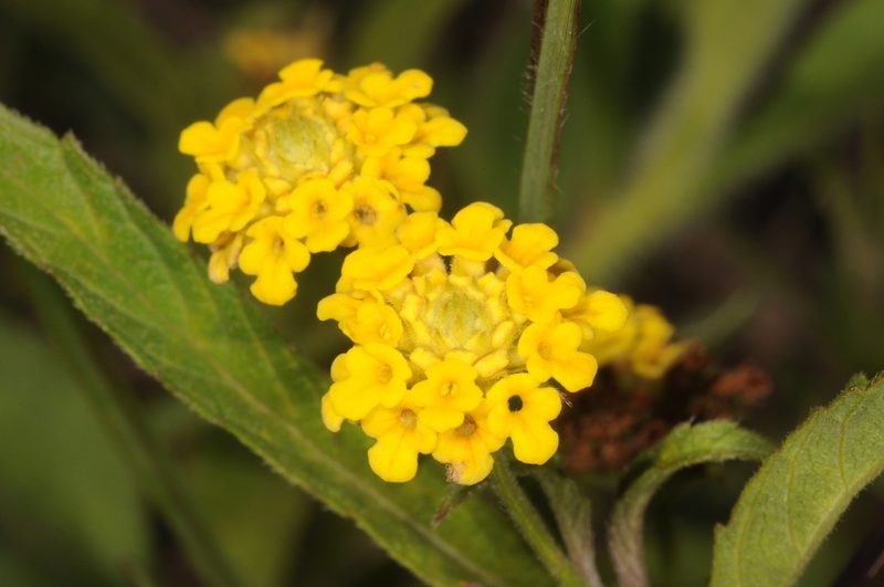 Lippia turnerifolia, photographed by aacocucci