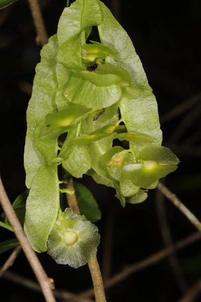 Anchietea pyrifolia, photographed by aacocucci