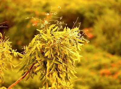 Thouinidium decandrum, photographed by Francisco Farriols Sarabia