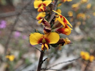 Dillwynia ramosissima, photographed by Mitch Van Dyke
