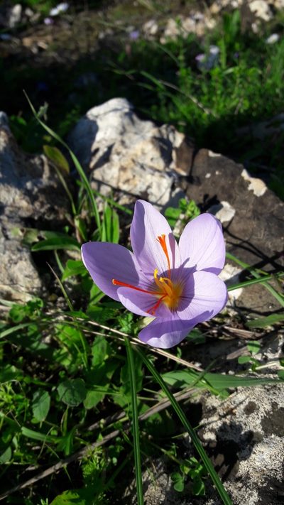 Crocus longiflorus, photographed by Leonardo Ancillotto