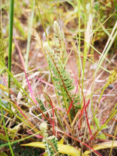 Anthonya contracta, photographed by leandra-k_89