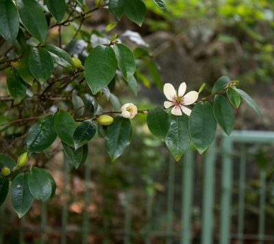 Magnolia figo, photographed by portioid