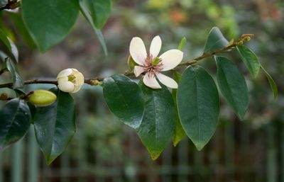 Magnolia figo, photographed by portioid