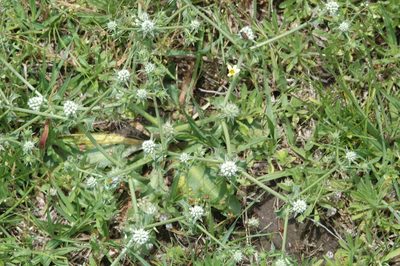 Eryngium nudicaule, photographed by aacocucci