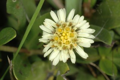 Eclipta elliptica, photographed by aacocucci