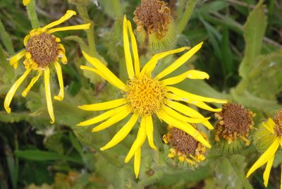 Senecio heterotrichius, photographed by aacocucci