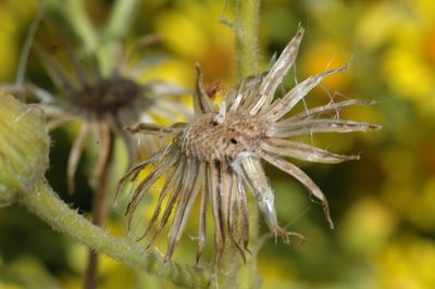 Senecio heterotrichius, photographed by aacocucci