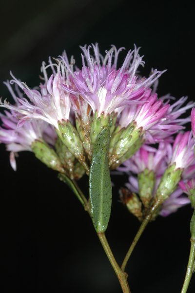 Vernonanthura montevidensis, photographed by aacocucci