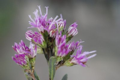 Vernonanthura montevidensis, photographed by aacocucci