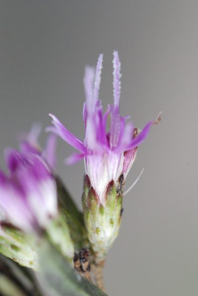 Vernonanthura montevidensis, photographed by aacocucci