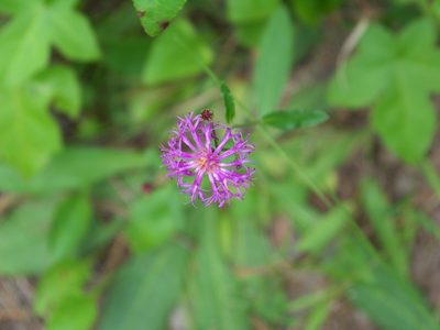 Vernonia acaulis, photographed by botanygirl