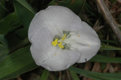 Commelina platyphylla, photographed by aacocucci