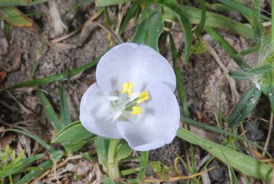 Commelina platyphylla, photographed by aacocucci