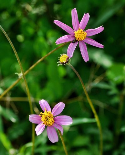 Bidens aequisquama, photographed by adel-fridus