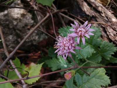 Acourtia runcinata, photographed by Cleveland Powell