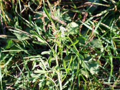 Lepidium sativum, photographed by Wolfgang Jauch