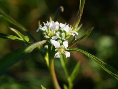 Lepidium sativum, photographed by Wolfgang Jauch