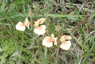 Macroptilium prostratum, photographed by aacocucci