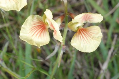 Macroptilium prostratum, photographed by aacocucci