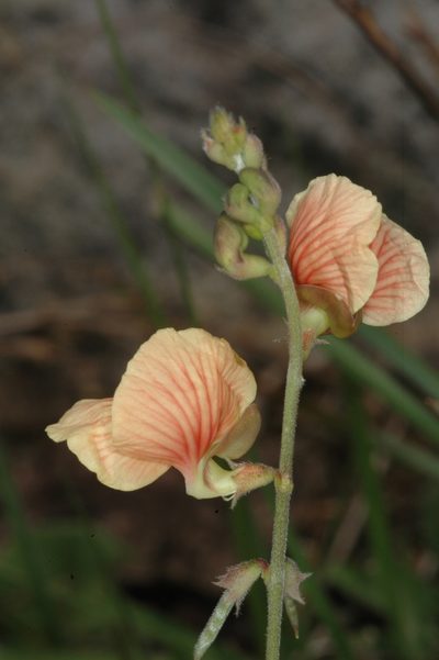 Macroptilium prostratum, photographed by aacocucci