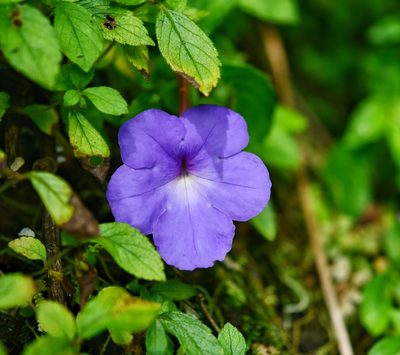 Achimenes longiflora, photographed by adel-fridus