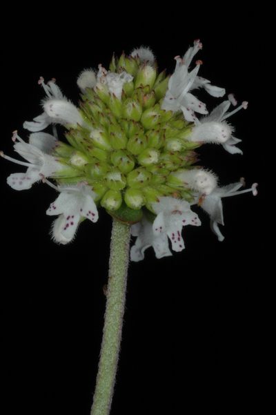 Cunila microcephala, photographed by aacocucci