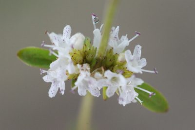 Cunila microcephala, photographed by aacocucci