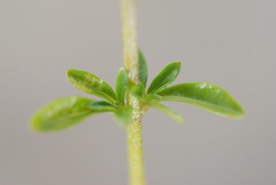 Cunila microcephala, photographed by aacocucci