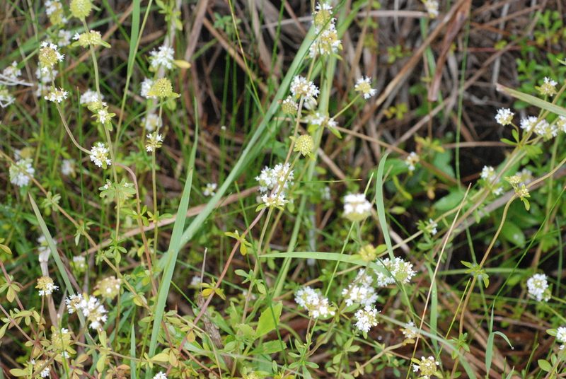 Cunila microcephala, photographed by aacocucci
