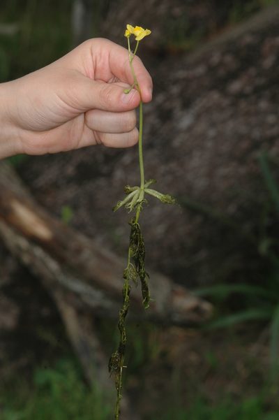 Utricularia platensis, photographed by aacocucci