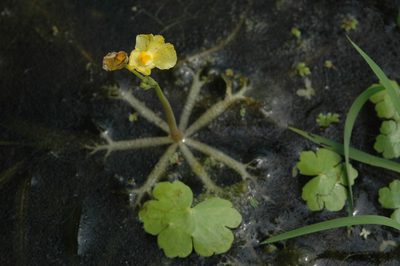 Utricularia platensis, photographed by aacocucci