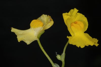 Utricularia platensis, photographed by aacocucci