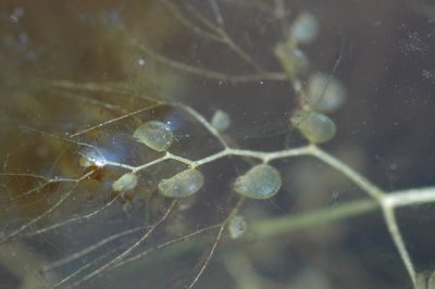 Utricularia platensis, photographed by aacocucci