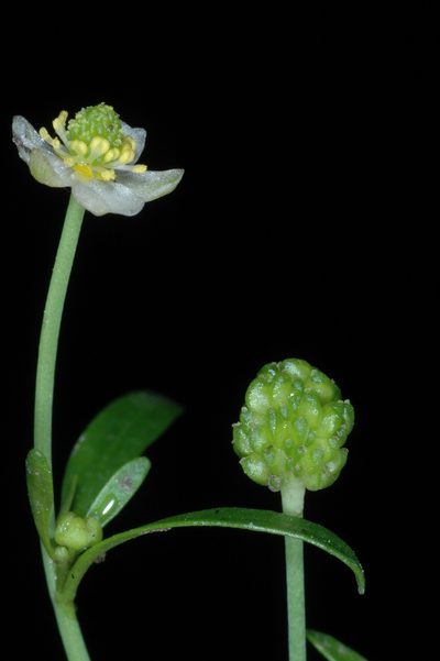 Ranunculus apiifolius, photographed by aacocucci