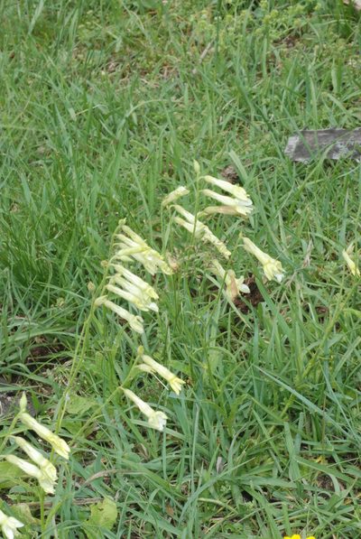 Nicotiana bonariensis, photographed by aacocucci