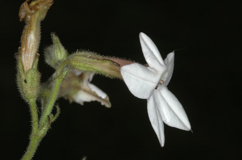 Nicotiana bonariensis, photographed by aacocucci