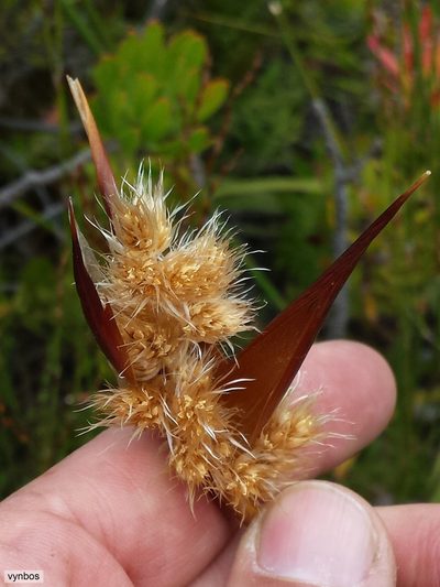 Ceratocaryum decipiens, photographed by Chris Vynbos