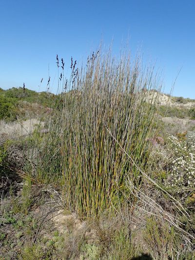 Thamnochortus spicigerus, photographed by Peter Warren