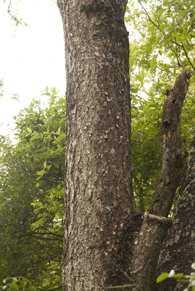 Myracrodruon balansae, photographed by Nicolas Olejnik