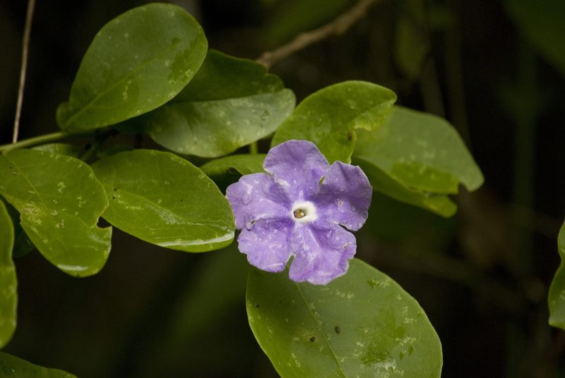 Brunfelsia australis, photographed by Nicolas Olejnik