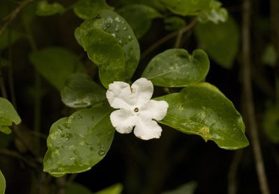 Brunfelsia australis, photographed by Nicolas Olejnik